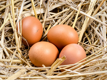 Free Range Chicken Eggs