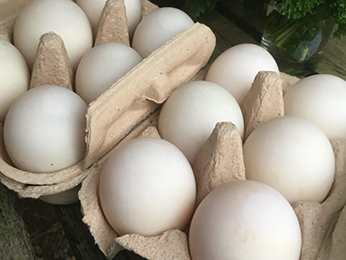 Free Range Duck Eggs