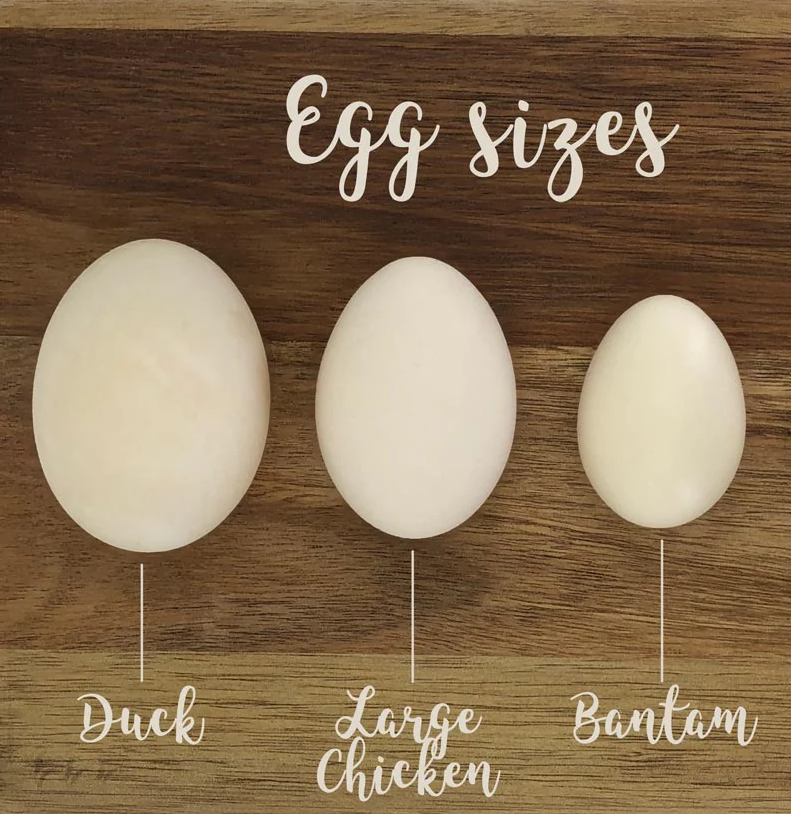 Free Range Bantam Chicken Eggs