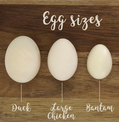 Free Range Bantam Chicken Eggs