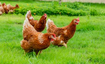 Free Range Chicken Eggs