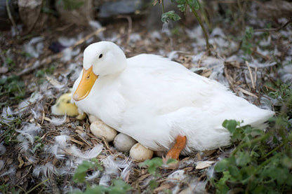 Free Range Duck Eggs