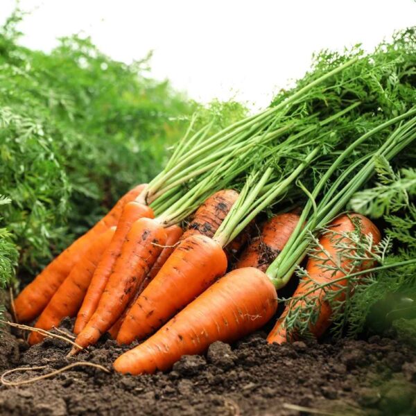 Gore End Farm Carrots